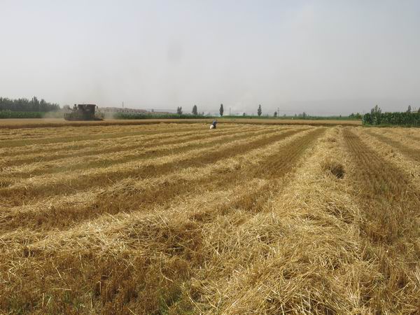 宁夏中卫市夏收小麦平均亩产预计为历年最好