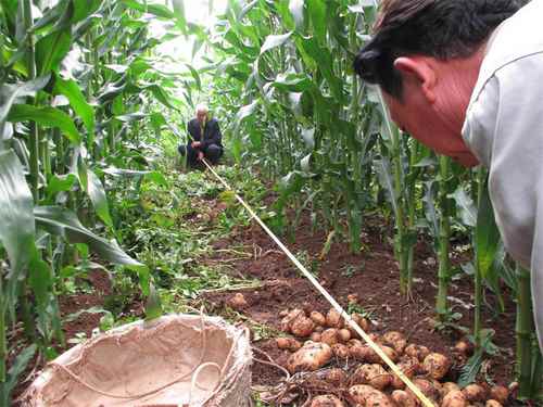 玉米产业技术体系云南昭通综合试验站开展样板间作马铃薯的实收测产工作
