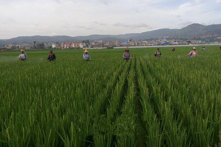 云南玉溪大街街道开展水稻病虫害综合防治