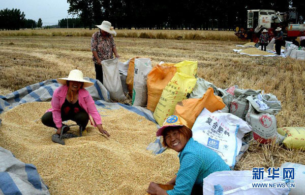 山东省滕州市陈岗村村民在小麦高产田里收获小麦