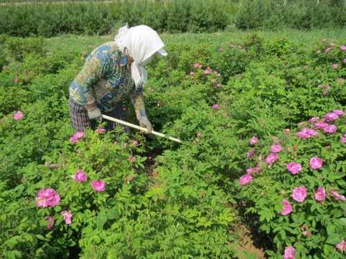 ���ɹų���У����������ằ�绨����ֲ�¸�����