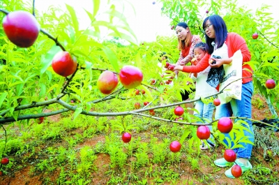 ������أ�ũҵ��ժ԰ ���к�ȥ��