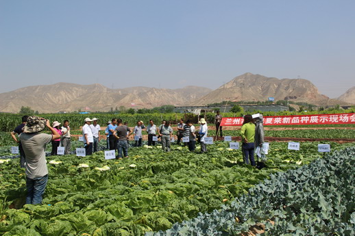 甘肃兰州市高原夏菜新品种展示现场会