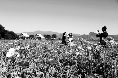 北京延庆县沈家营百亩虞美人“秀”美颜