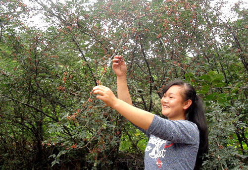 贵州威宁:花椒喜获丰收