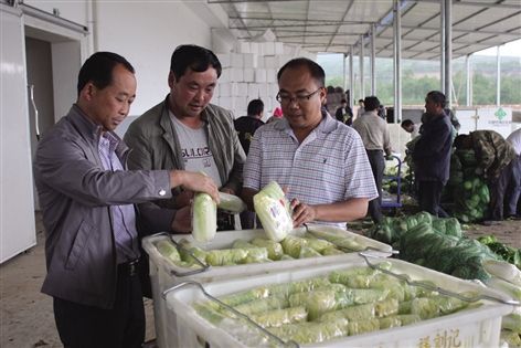 青海海东互助1.2万亩的娃娃菜喜获丰收