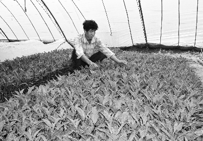 ������������Ȫ���ƽ��˲ι���ҵ��չ