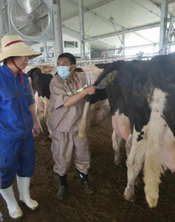 西藏自治区强化实用技能培训 加强黄牛改良工作