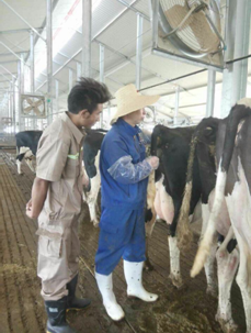 西藏自治区强化实用技能培训 加强黄牛改良工作2