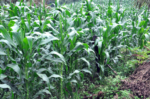 ������������������÷���