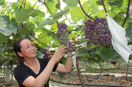 ���շ�̨�أ���Ʒ�����ѳ�Ϊũ�������¸���Ҫ��Դ