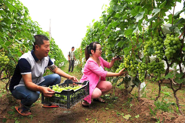 山西闻喜县:河底村220亩优质葡萄喜获丰收