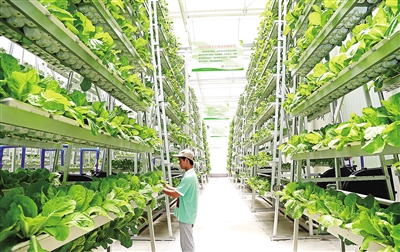 ������ˮ�������ֲ˵�̼����