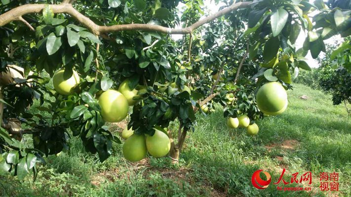 海南儋州蜜柚熟了 肉嫩芳香汁多适口引游客采摘