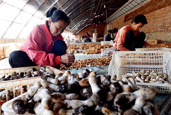 ���ɹ��䴨��ӭ��Ģ����������