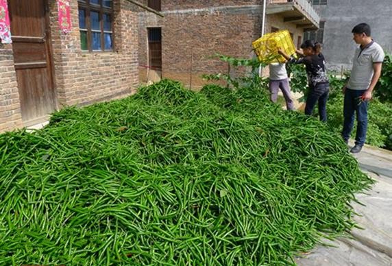 ����¡������կ�������չ������ũҵ�� ��ͬ����ϲ�����