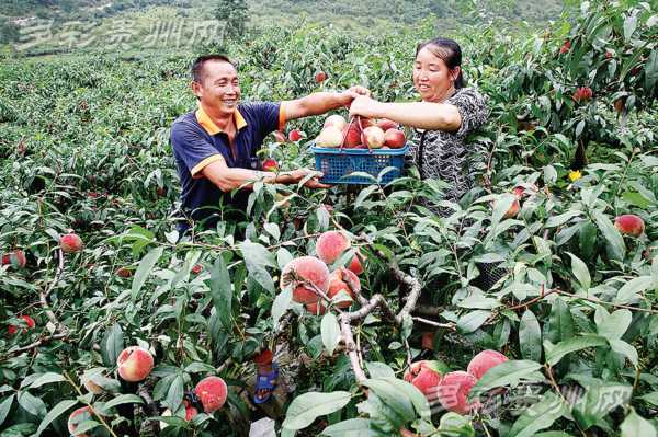 贵州贵阳:乌当下坝艳红桃等你摘