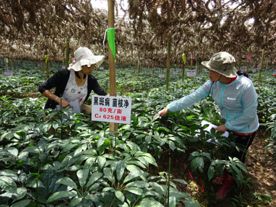 ������ɽ����ʵ����ץ������ҩЧ���鹤��