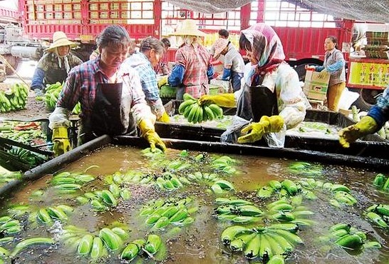 ��������㽶�չ����ձ���� �����0.6Ԫ/����