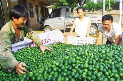 海南:青皮桔价涨丰收乐坏“酸桔村”村民
