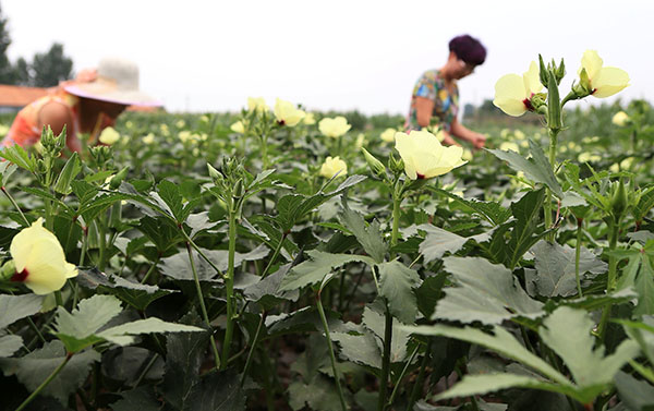 ɽ¶«¼´Ä«ÍòĶÇï¿ûÓ²ÉÊÕÏúÊÛÍú¼¾