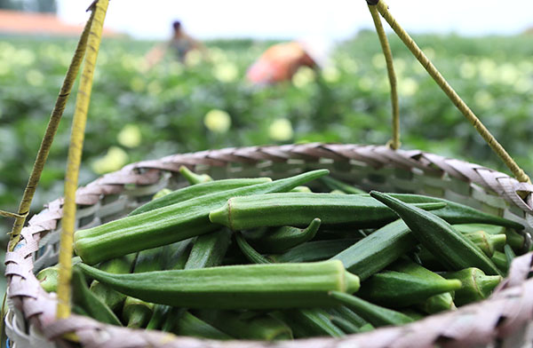 7ÔÂ27ÈÕ£¬É½¶«¼´Ä«¸ßÐÂÇø¸Þ²º´åÅ©ÃñÔÚ²ÉÊÕÇï¿û¡£