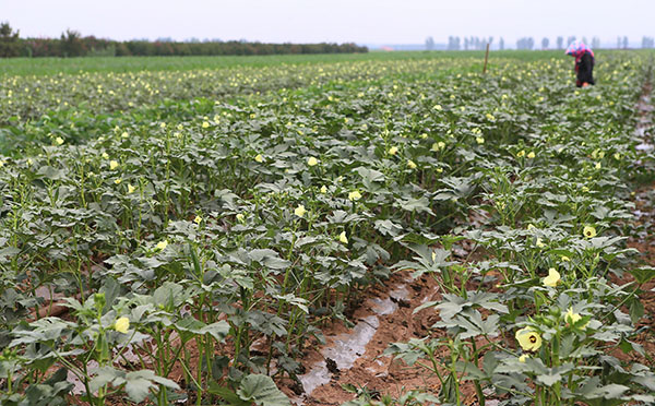 7ÔÂ27ÈÕ£¬É½¶«¼´Ä«¸ßÐÂÇø¸Þ²º´åÅ©ÃñÔÚ²ÉÊÕÇï¿û¡£