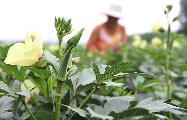 7ÔÂ27ÈÕ£¬É½¶«¼´Ä«¸ßÐÂÇø¸Þ²º´åÅ©ÃñÔÚ²ÉÊÕÇï¿û¡£