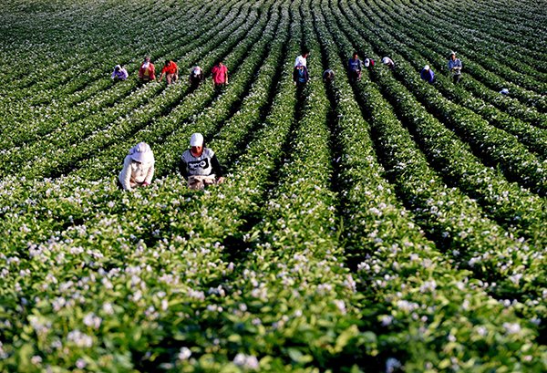 7��28�գ�ũ�������ɹź��ͺ������䴨����ͺ���糧��ľ̨�������������������