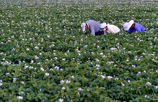 7��28�գ�ũ�������ɹź��ͺ������䴨����ͺ���糧��ľ̨�������������������