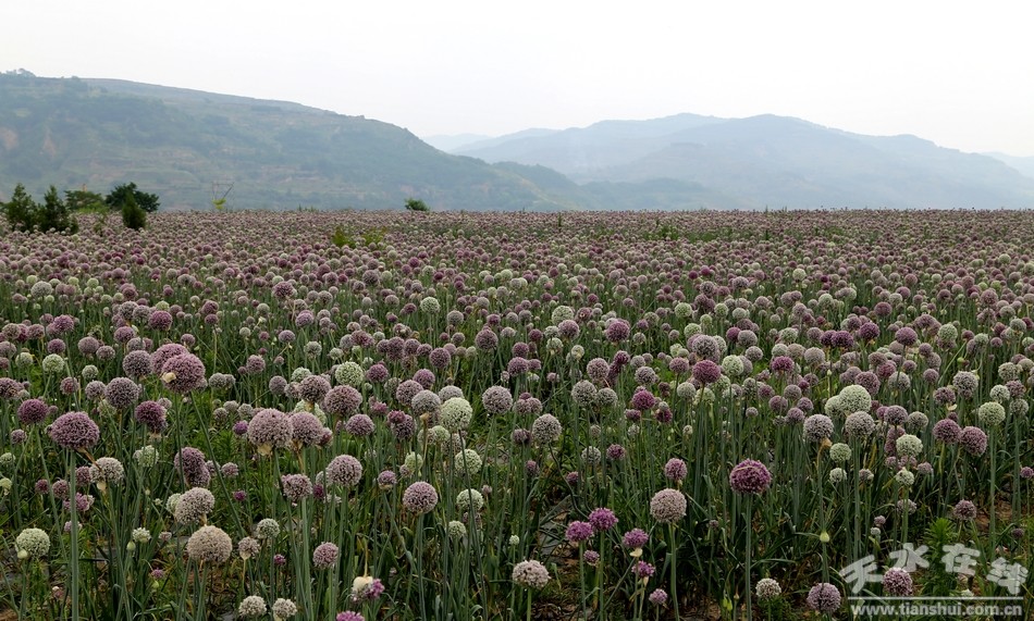 ������ˮ��ԭ�Ĳ˳�����Ʒ��