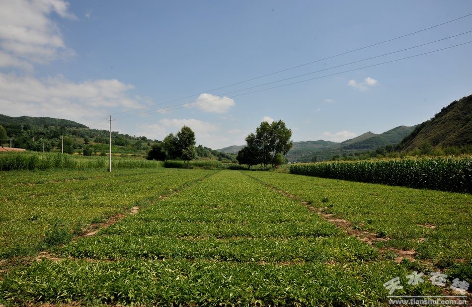 ������ˮ������+��ҩ�� ��ɫ��ֲ����ƶ