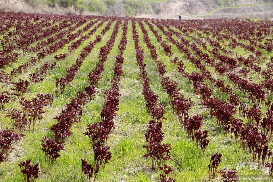 ������ˮ������+��ҩ�� ��ɫ��ֲ����ƶ2