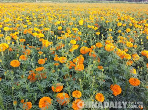 �ӱ��е�ƽȪé���������š��¸�֮����