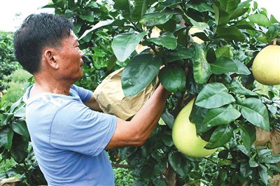 儋州蜜柚喜获丰收。