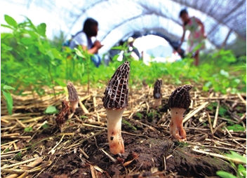 新疆昭苏:成功试种羊肚菌 亩产最高可达3万