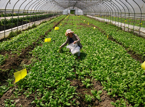 上海金山工业区开展夏季蔬菜安全生产检查2