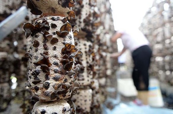 黑龙江大兴安岭:黑木耳助力“中国最冷小镇”经济转型