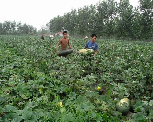 ϴͨӰ̬ũҵǿũҵչ