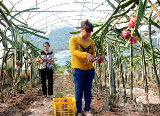 四川仪陇武棚亩产1500公斤本地火龙果熟了