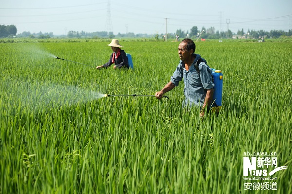安徽肥西加强“三伏天”水稻田间管理