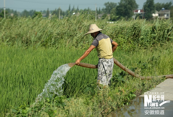 肥西县严店乡东南村的农民用水泵往水稻田里灌水。
