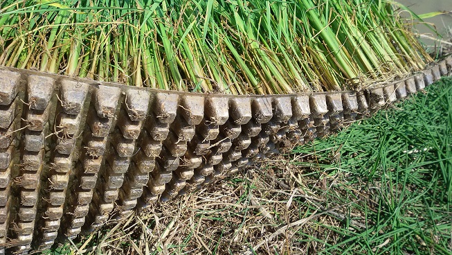 安徽桐城市农机局举办水稻钵苗机插现场会