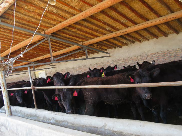 宁夏彭阳县引进澳大利亚500头黑安格斯肉牛