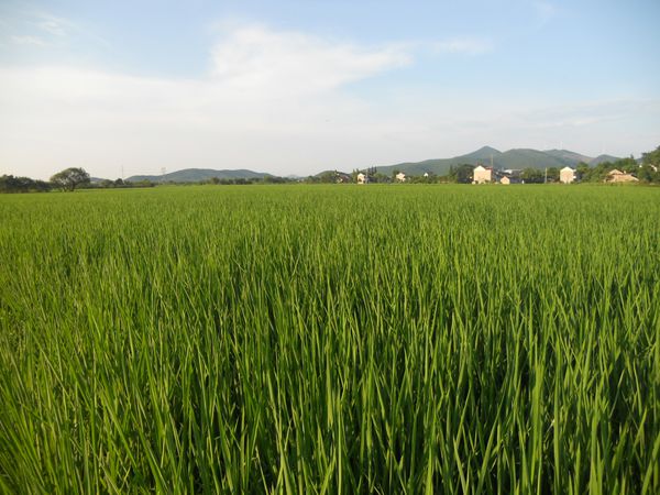 安徽郎溪县机插秧长势喜人丰收在望