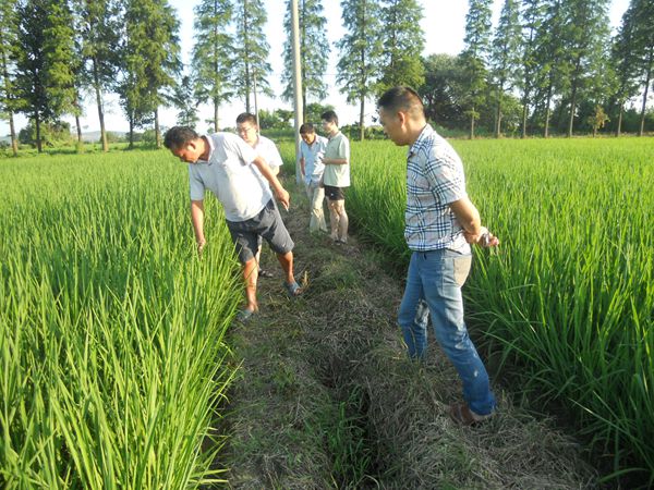 安徽郎溪县机插秧长势喜人丰收在望2