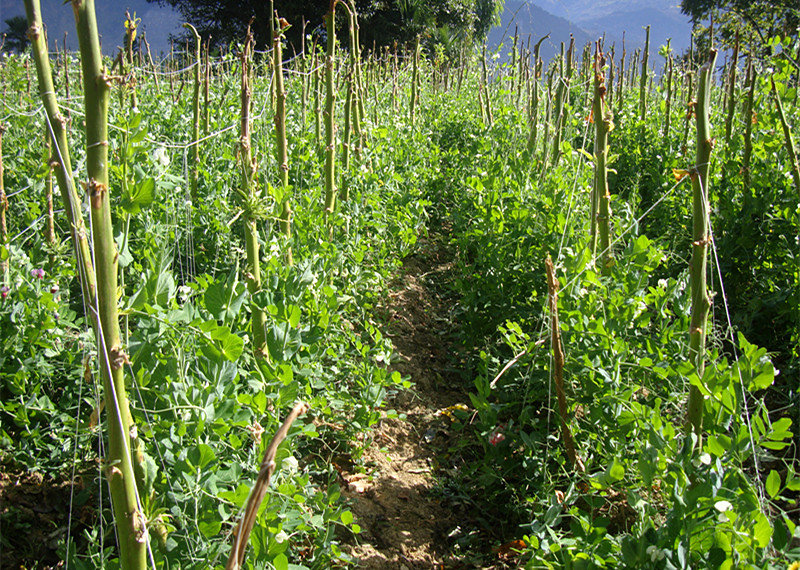 ���Ϸ����ش����ƹ�ũ��������ּ���