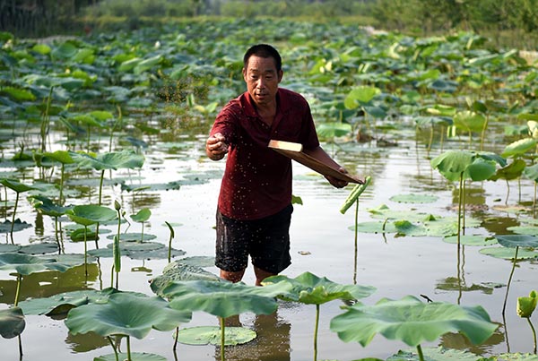 8��5�գ��ںӱ�ʡ�İ����̿�ũҵ��ֲ���أ�������ι����������������з��