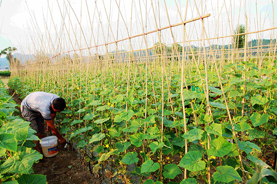 ���������ʩ�߲˷�չ�ɹ�ϲ��