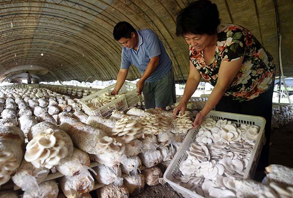 8��6�գ��ӱ�����������ʳ�þ���ֳרҵ�������ũ���ڲ�ժĢ����